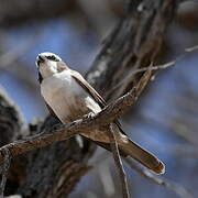 Southern White-crowned Shrike