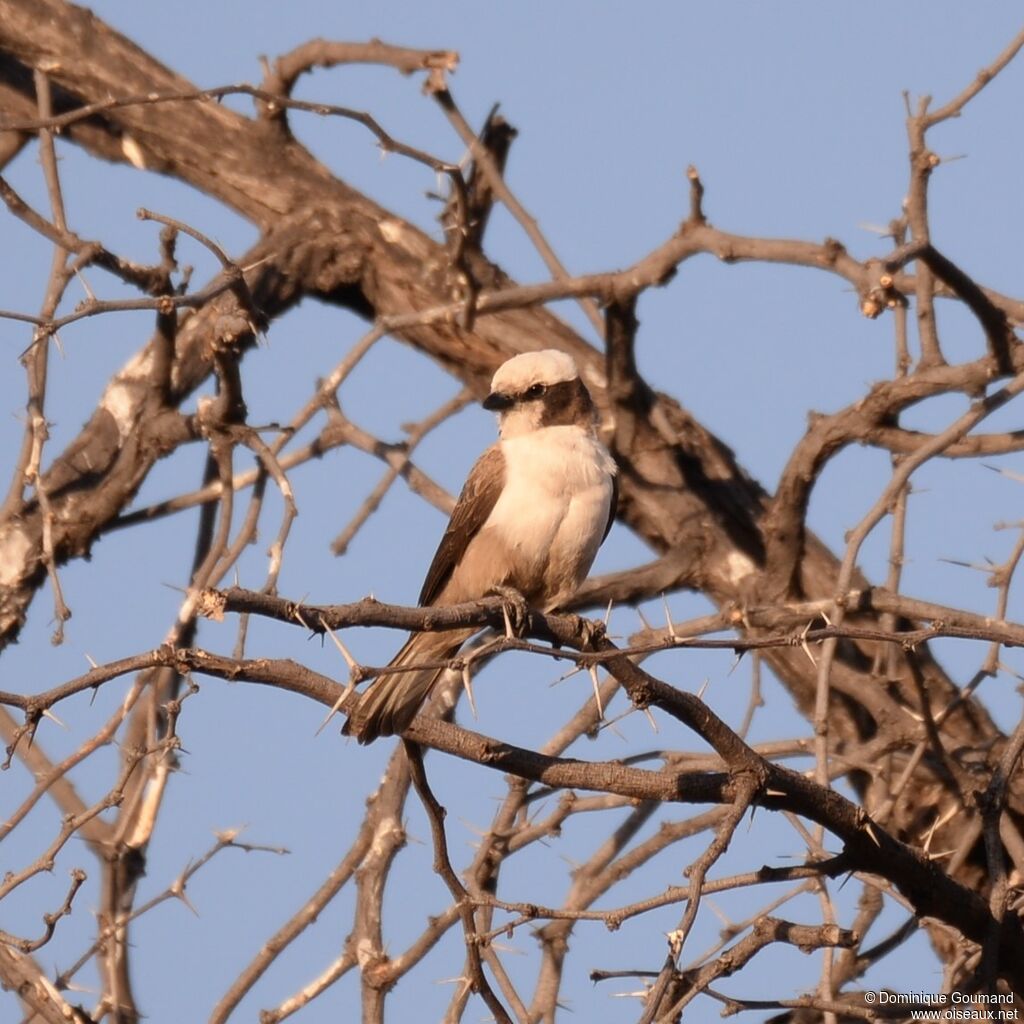 Southern White-crowned Shrike