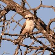 Southern White-crowned Shrike