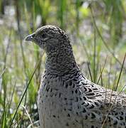 Common Pheasant