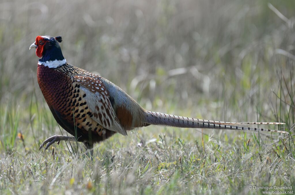 Common Pheasant male