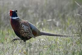 Common Pheasant