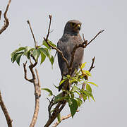 Grey Kestrel