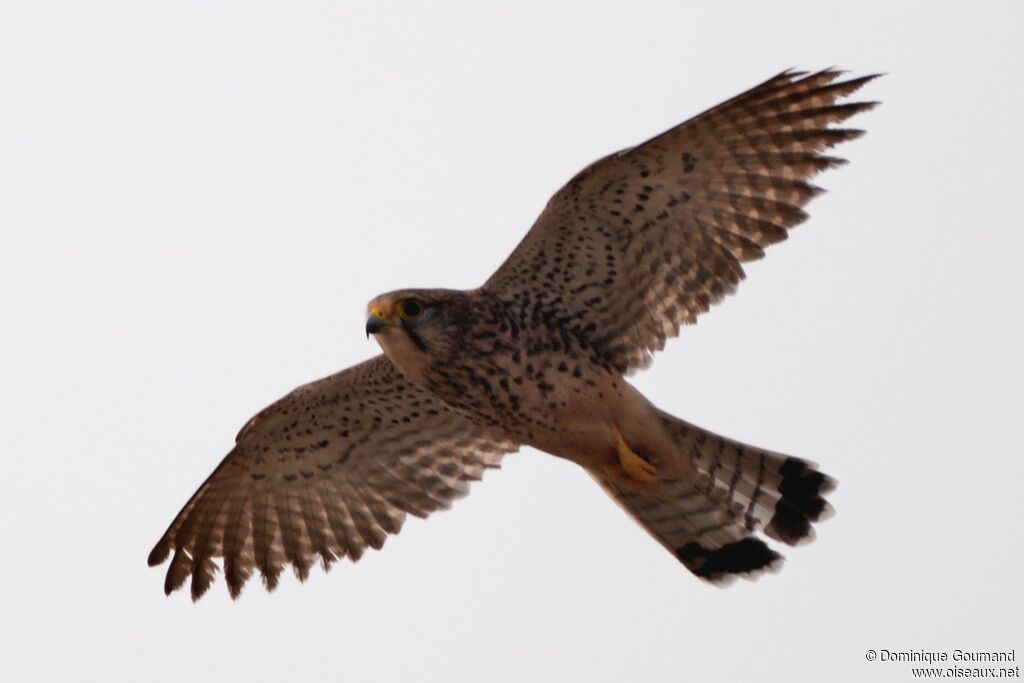 Common Kestrel male adult