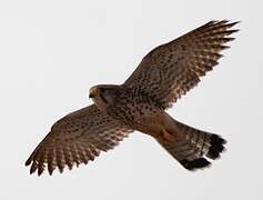 Common Kestrel