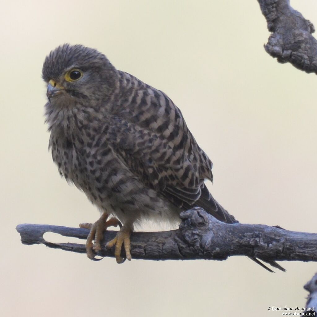 Common Kestreljuvenile