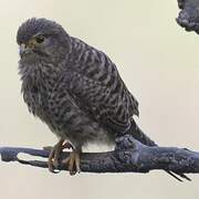 Common Kestrel