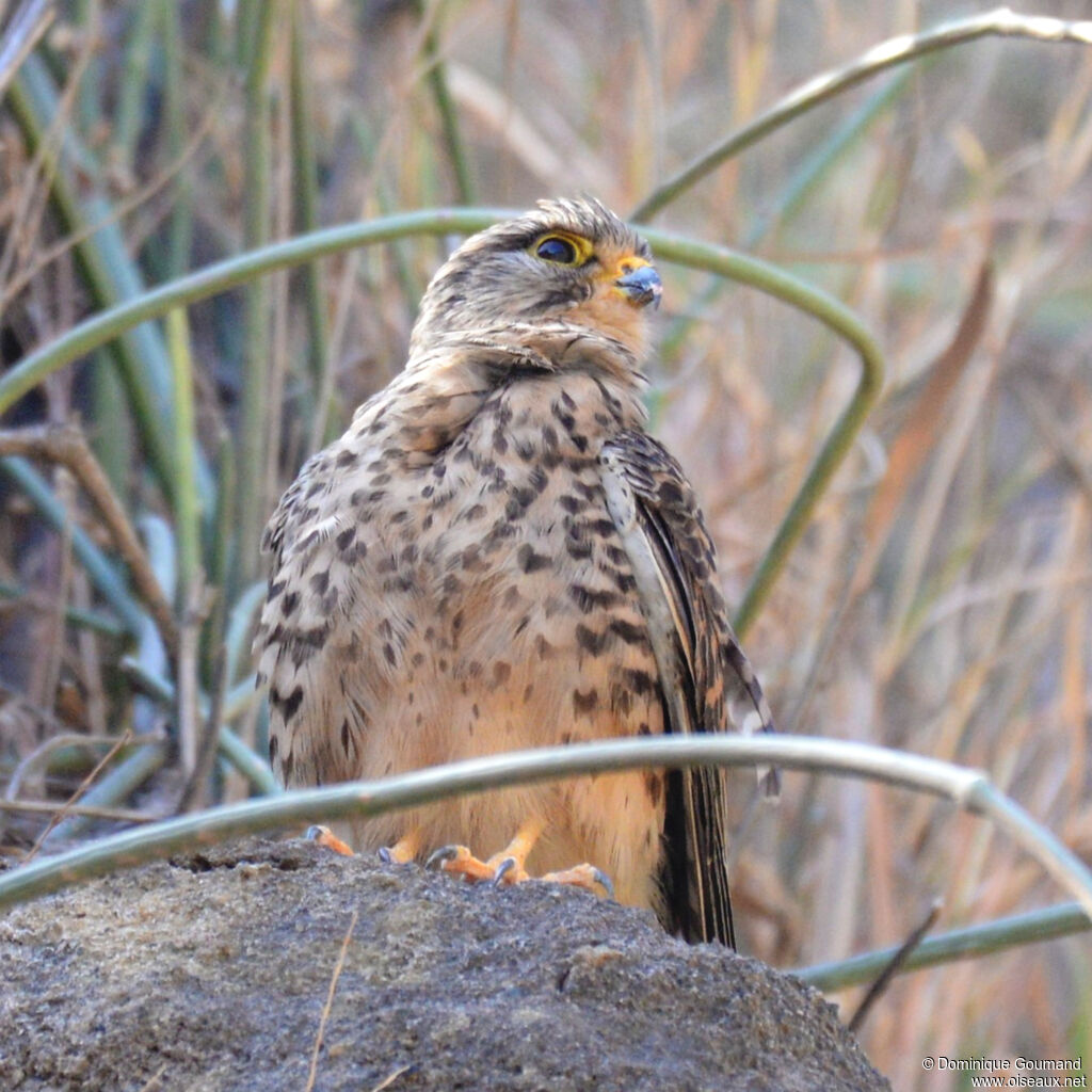 Common Kestrel female adult