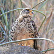 Common Kestrel