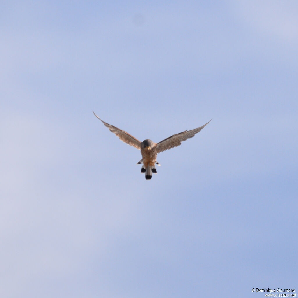 Faucon crécerelleadulte, Vol, pêche/chasse