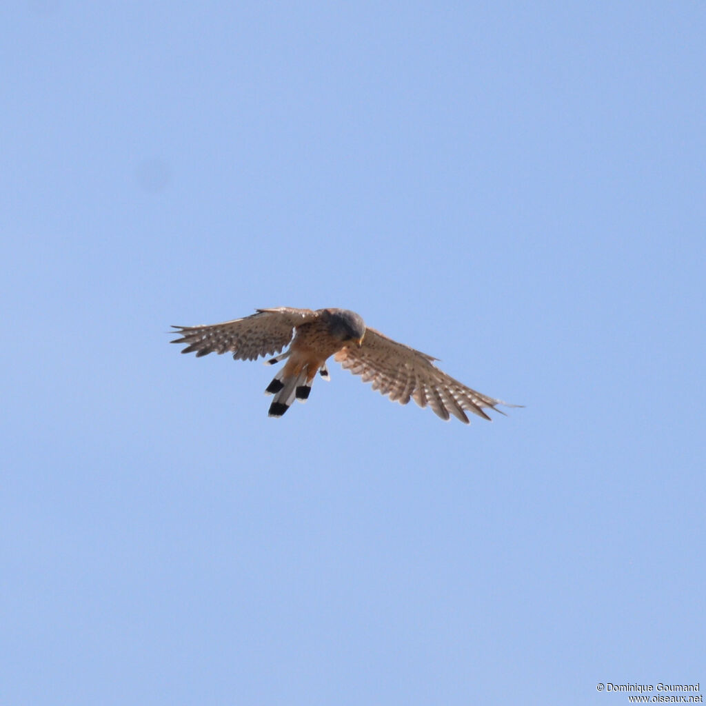 Faucon crécerelleadulte, Vol, pêche/chasse