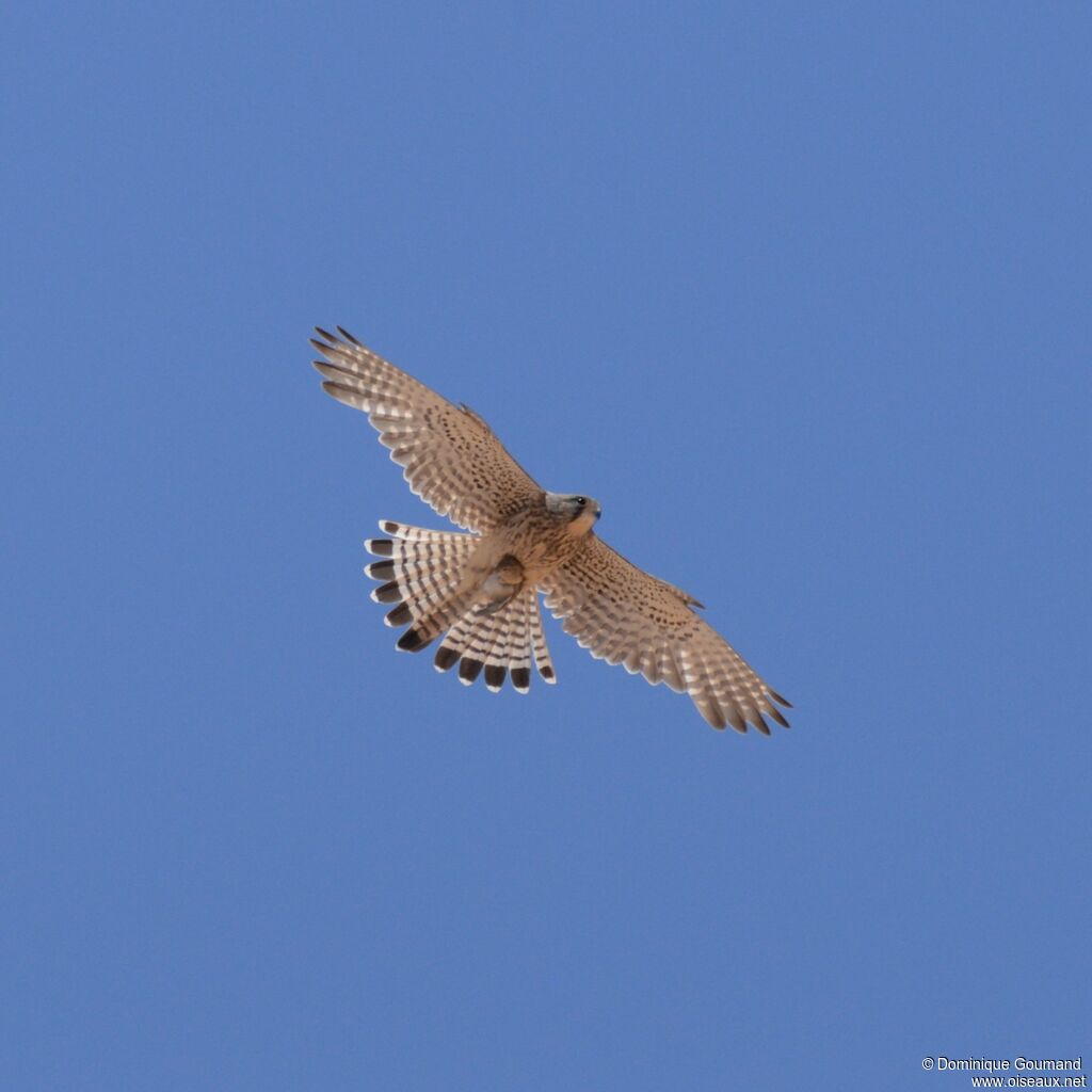 Common Kestrel male adult