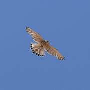 Common Kestrel