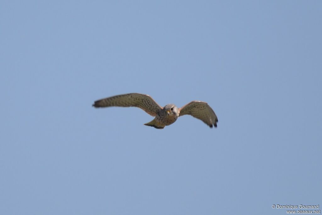 Common Kestrel