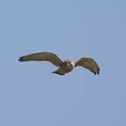 Common Kestrel