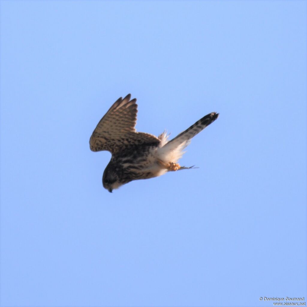 Common Kestrel female