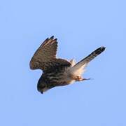 Common Kestrel