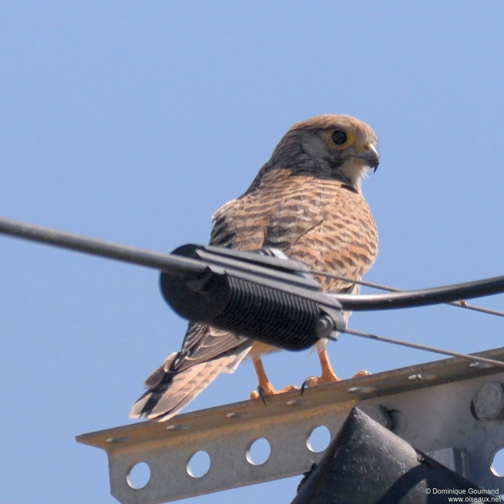 Common Kestrel