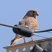 Common Kestrel