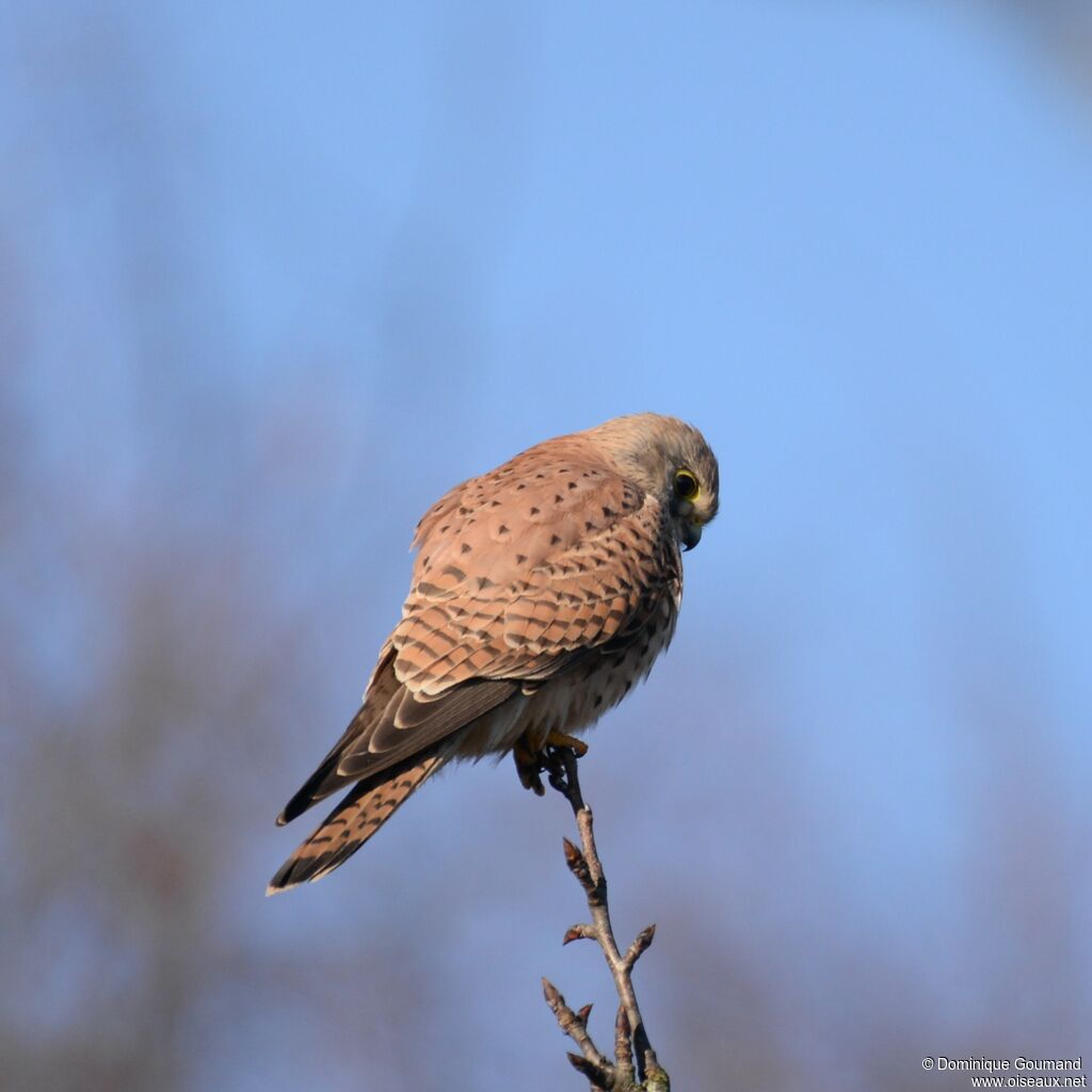 Common Kestreladult