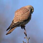 Common Kestrel