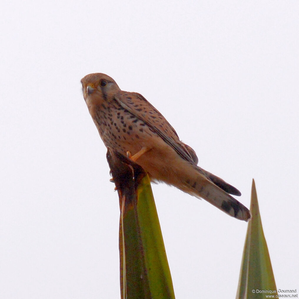 Common Kestrel female adult