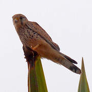 Common Kestrel