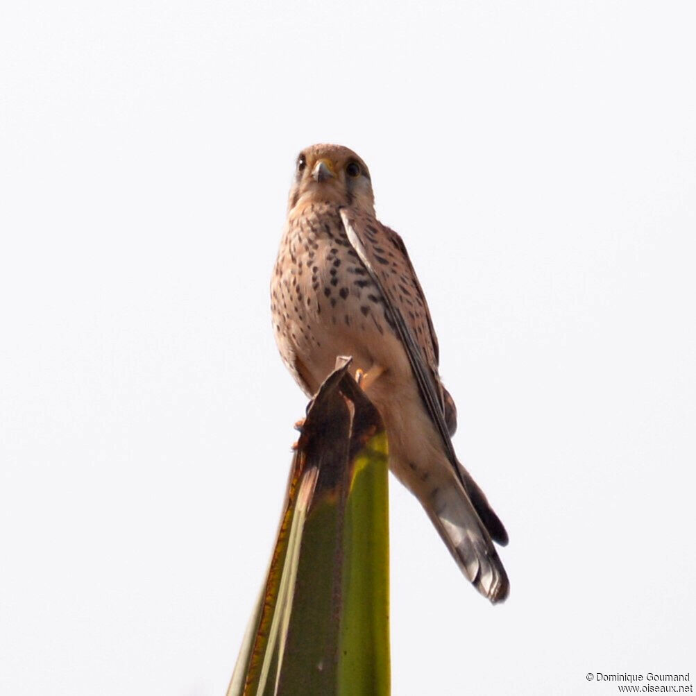 Common Kestrel female adult