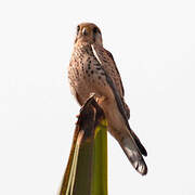 Common Kestrel