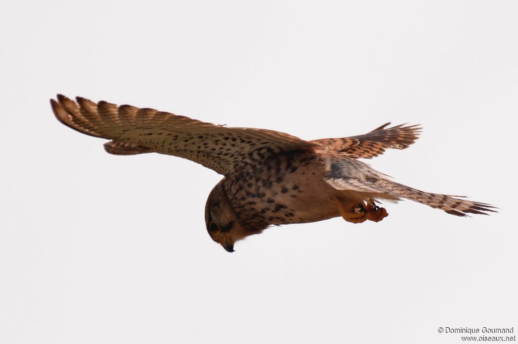 Common Kestrel male adult