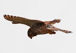 Common Kestrel