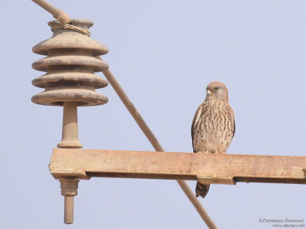 Lesser Kestrel female adult