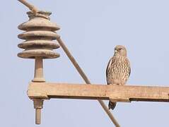 Lesser Kestrel