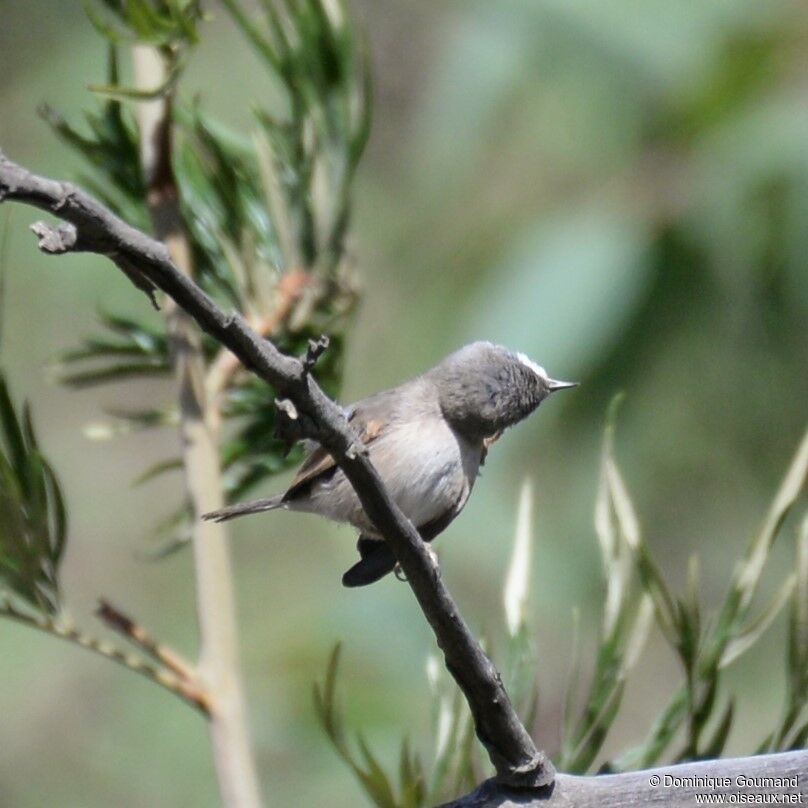 Spectacled Warbler male adult