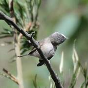 Spectacled Warbler