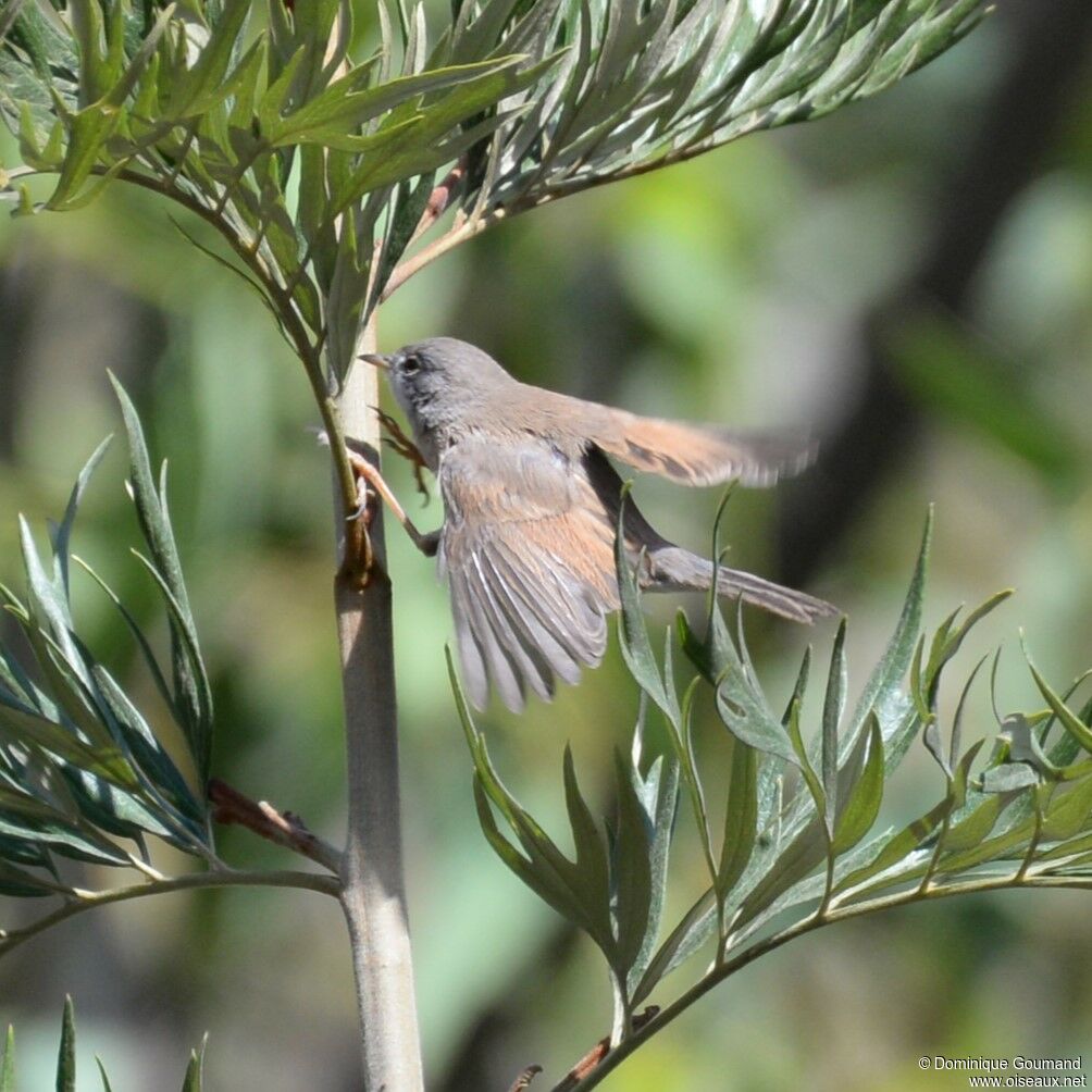 Spectacled Warbler male adult