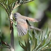 Spectacled Warbler