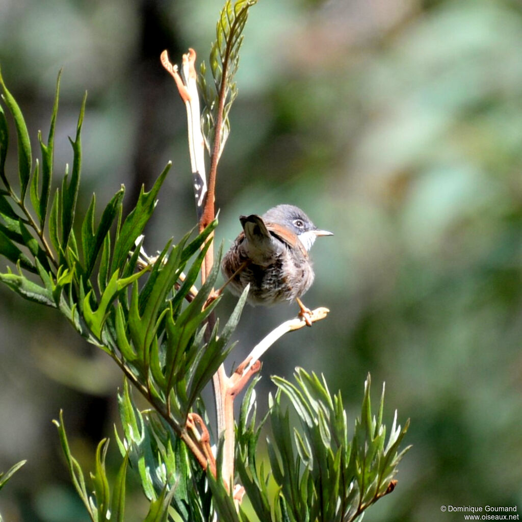 Spectacled Warbler male adult