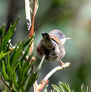 Spectacled Warbler