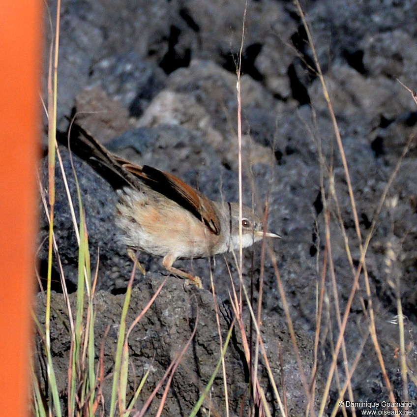 Spectacled Warbler male adult