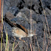 Spectacled Warbler