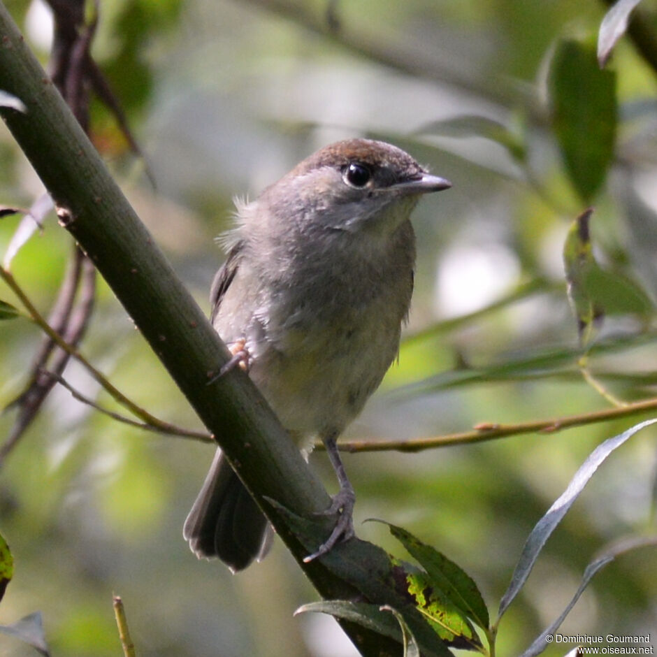 Eurasian Blackcap female adult