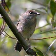 Eurasian Blackcap