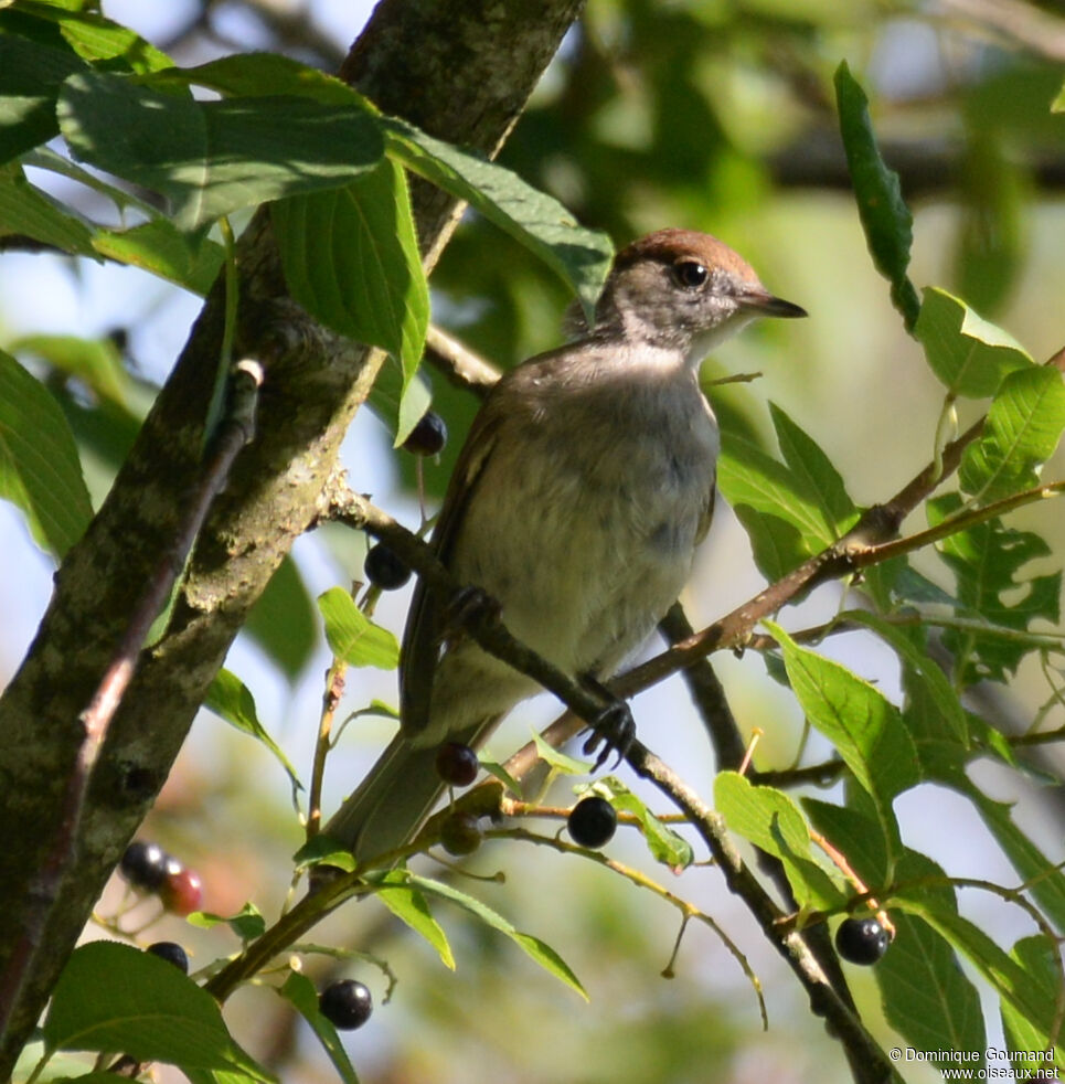 Eurasian Blackcap female adult