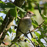 Eurasian Blackcap