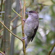 Eurasian Blackcap
