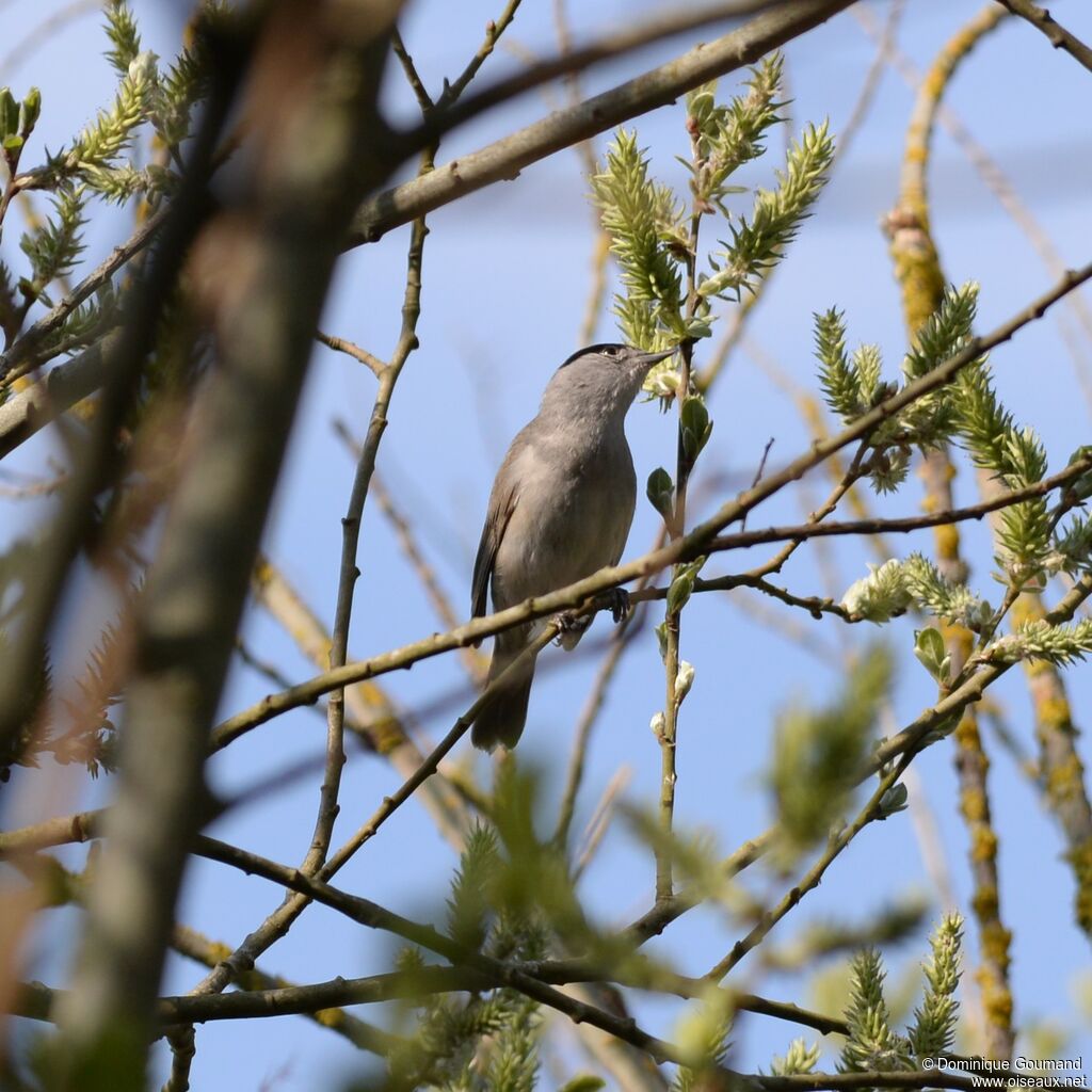 Eurasian Blackcap male