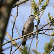 Eurasian Blackcap