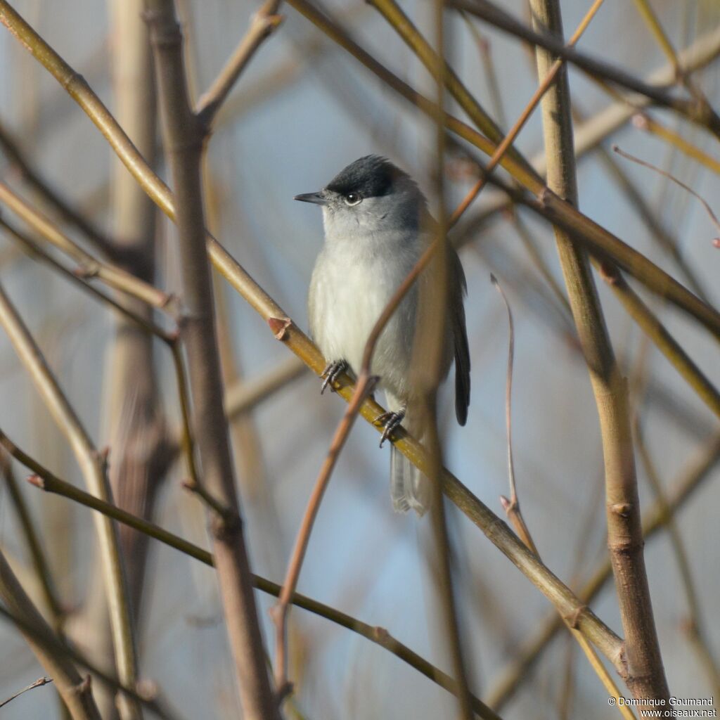 Eurasian Blackcap male adult