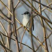 Eurasian Blackcap